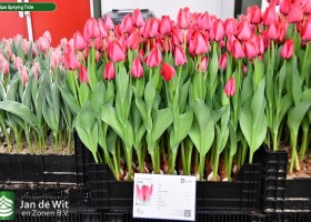 Tulipa Spryng Tide ® (1)